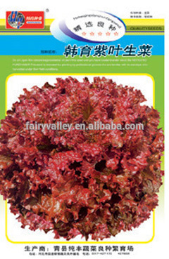 Purple Red Leaf Leaves Lettuce Seed For Cultivation-Han Bred Purple Leaf Lettuce