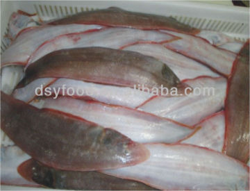 FROZEN TONGUE SOLE WHOLE ROUND HOOK CAUGHT FISH