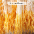50Pcs Grain Wheat Ears Natural Dried Flowers Wheat Bedroom Living Room Decoration Bouquet Decoration Shooting Props