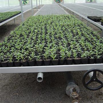 Seed rolling bench rolling bed for agriculture greenhouse