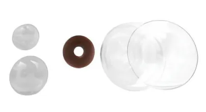 Lens iris cornea vitreous