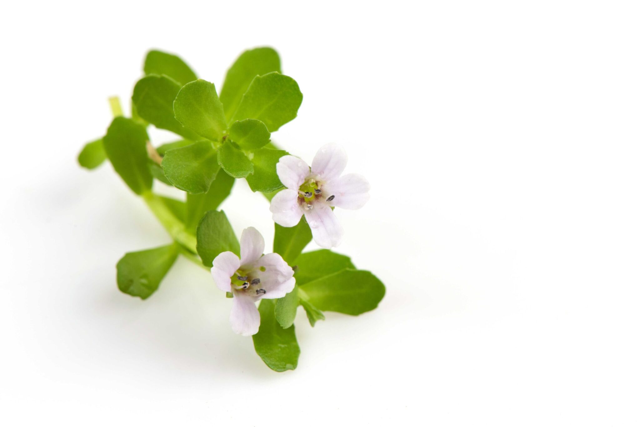 Bacopa Monnieri Extract Bacopasides Powder