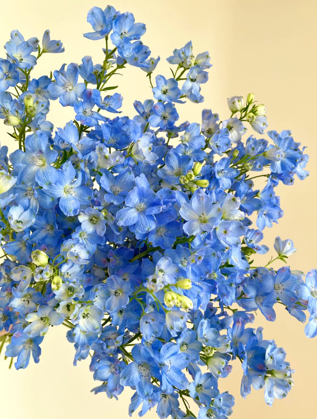 Larkspur Delphinium Flower