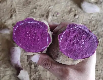 AD purple sweet potato used for noodle