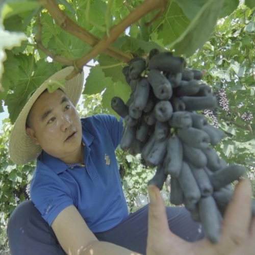 Logística da Cadeia de Frio Uvas Pretas Frescas