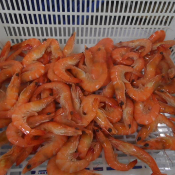 Frozen vannamei shrimp CHOSO