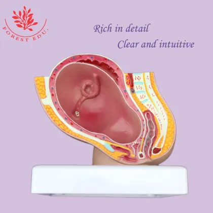 Reproductive Health Medical Science Kits: Pelvic Pregnancy Fetus Model for Obstetrics and Gynecology Study