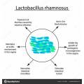 Lacticaseibacillus Rhamnosus Lr05 Funzione nel corpo e benefici nutrizionali per l'organismo Rhamnosus