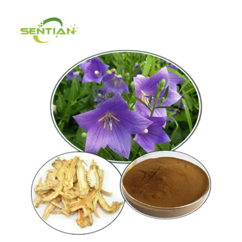 Natural Platycodon Root Extract Campanulaceae Extract