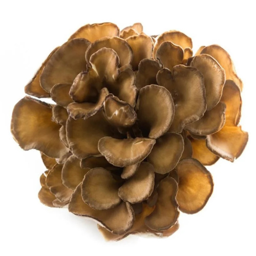 Maitake Mushroom Extract Grifola Frondosa Mushroom Powder