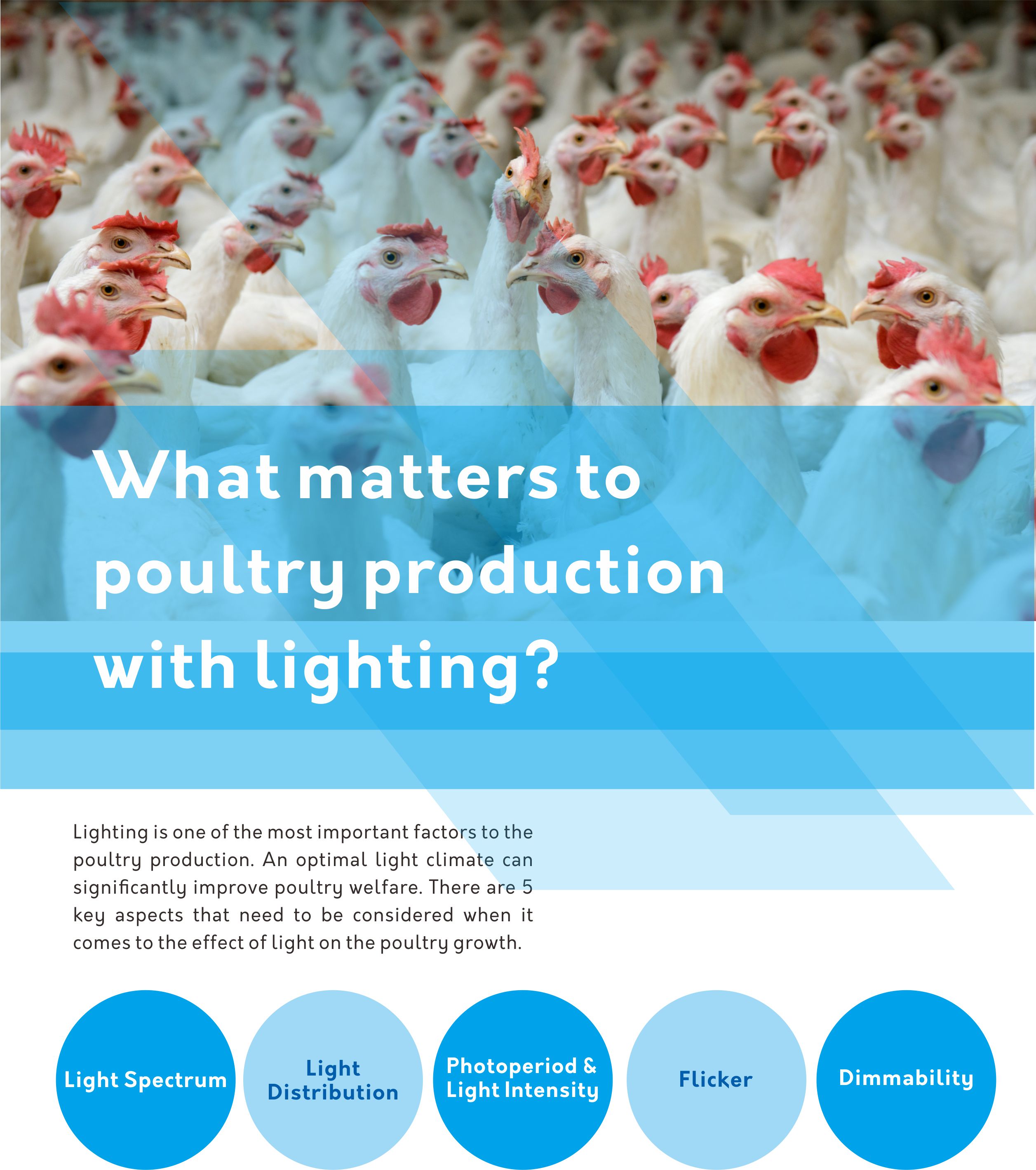 poultry farm lighting