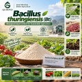 Bacillus thuringiensis (Bt) مسحوق مبيد حشري ميكروبي للزراعة