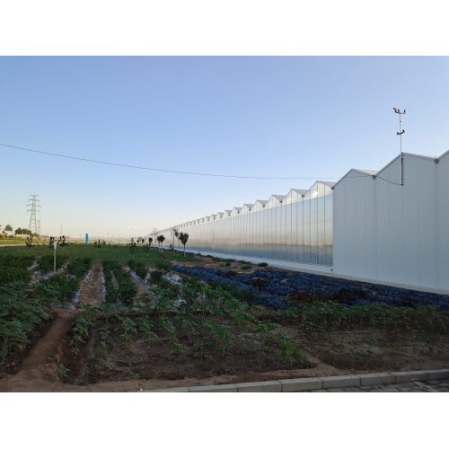 Flower Cultivation Glass Greenhouse