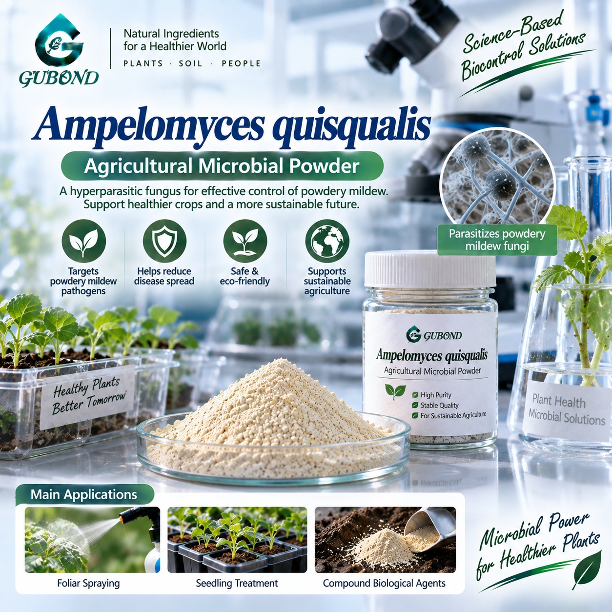 Ampelomyces quisqualis (2)