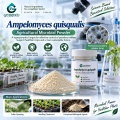 مسحوق الميكروبات Ampelomyces quisqualis لإدارة البياض الدقيقي