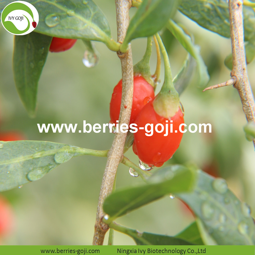 Zhongning Goji Berries