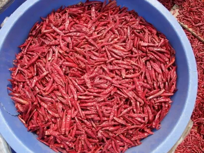 Spices Dried Chili Peppers Wholesale Red paprika Capsicum annuum La jiao Lajiao