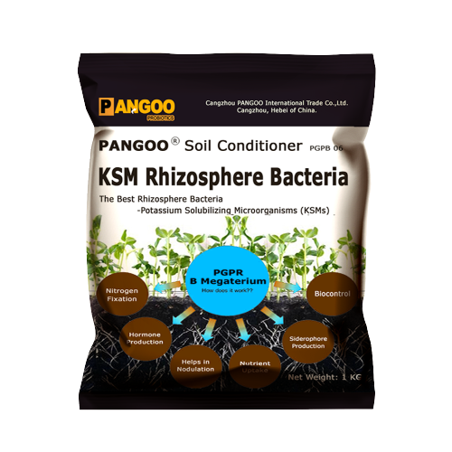 PGPB 06 KSM Rhizosphere Bacteria