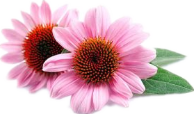 echinacea.png