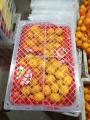 Mandarynkowe pomarańcze dla dzieci są bezpośrednio z fabryki