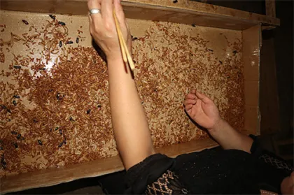 Chicken Wild Birds And Fish Dried Mealworms