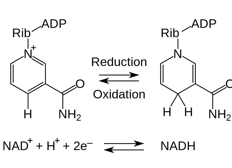 NAD1-1 (1)