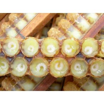 Hot sale Fresh Royal Jelly