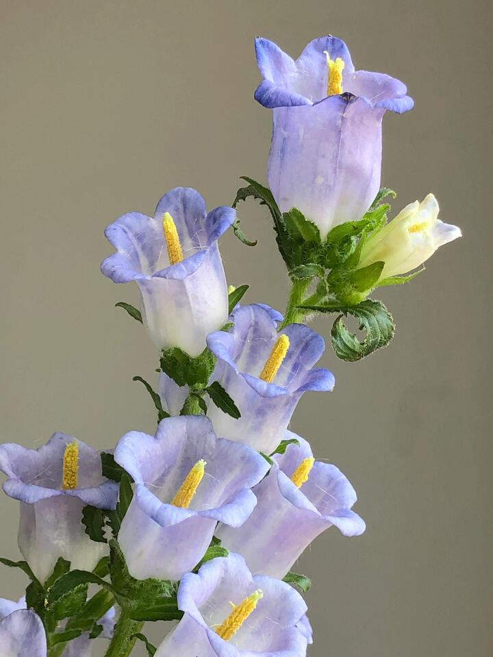 Purple Bellflower