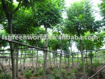 Spathodea campanulata exported