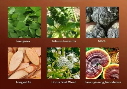 Men Power Sea Cucumber Drink