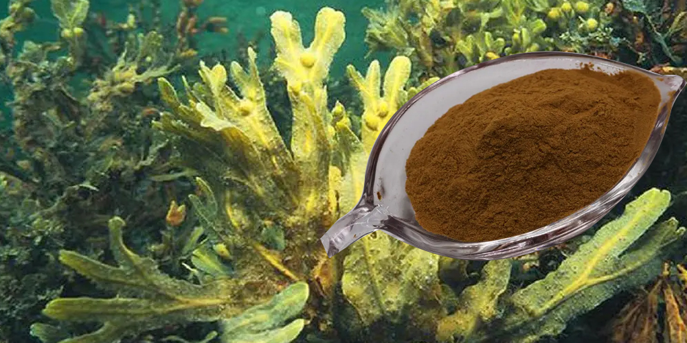 Seaweed Extract Plant Food Powder Bulk - Fucus Extract