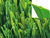 Big Spine artificial grass