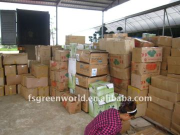 Echinocactus grusonii ready for shipment