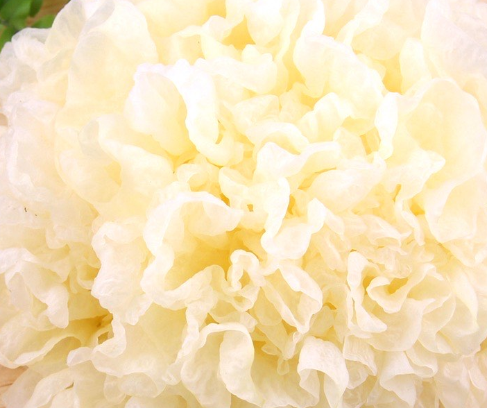 Silver Ear Fungus (4)