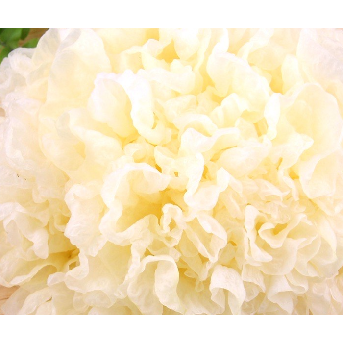 Delicioso fungo de orelha prateada