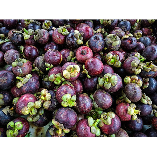 fruit extract powder Mangosteen Extract
