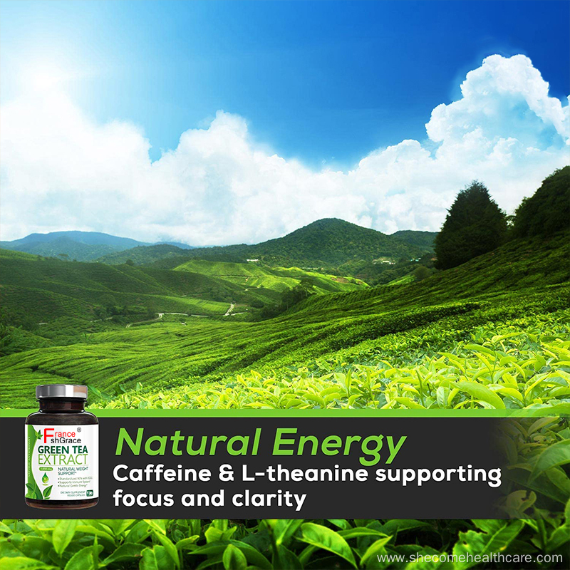 Green Tea Extract Capsules Strength for Natural Energy