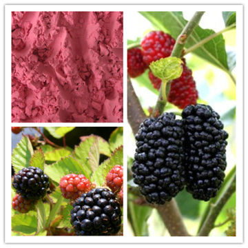 100% Natural Pure Blackberry Powder
