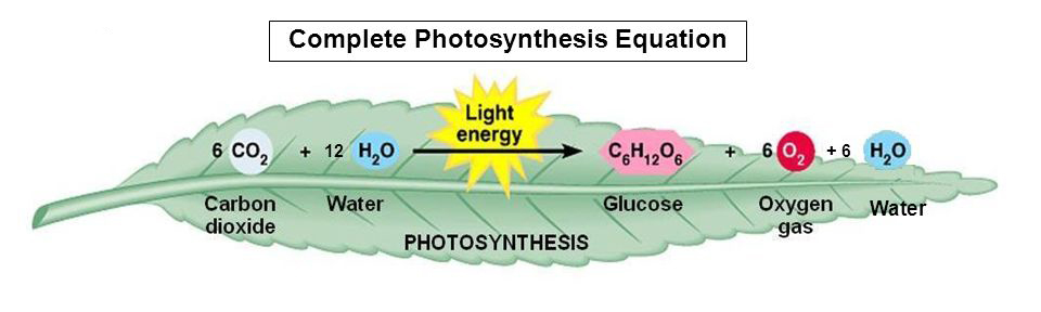 Plant Photosynthesis