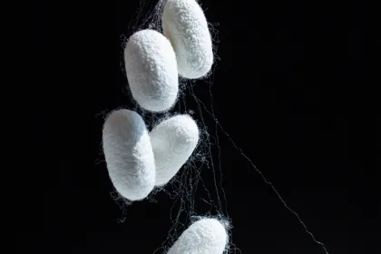 Organic Silkworm Cocoon Supplier for Skin Care Products