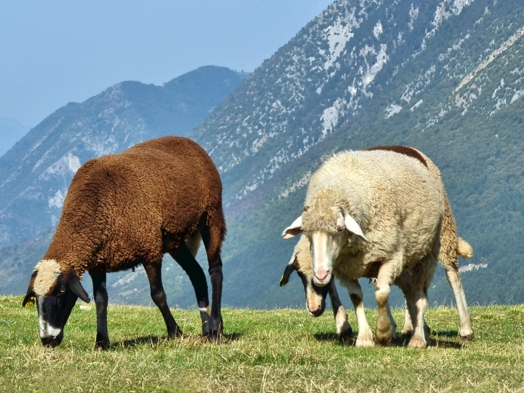 animals