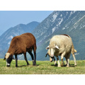 Feed Grade Corn Steep Liquor Powder 42% Additives