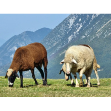 Feed Additives Corn Steep Liquor Powder 42% Animal Feed Additive Corn Steep Liquor Powder 42% Factory