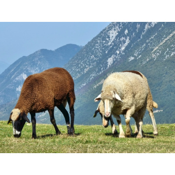 Feed Additives Corn Steep Liquor Powder 42% Animal Feed Additive Corn Steep Liquor Powder 42% Factory