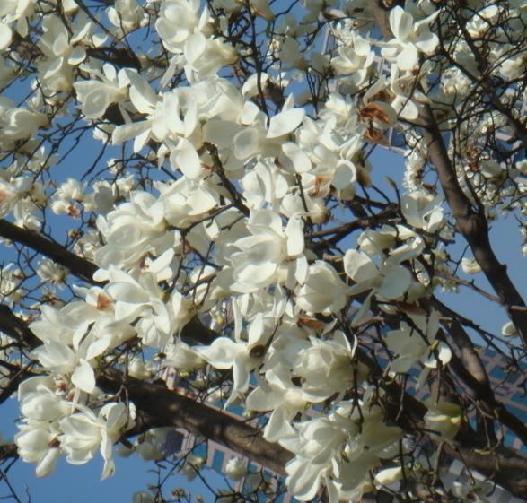 Suministro de fábrica Aceite de magnolia orgánica de alta calidad