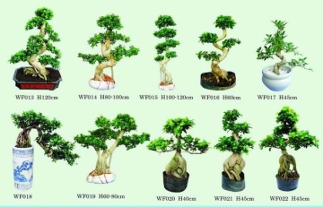 Bonsai Ficus Microcarpa