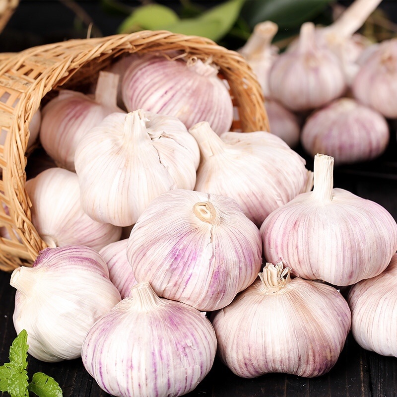 purple garlic