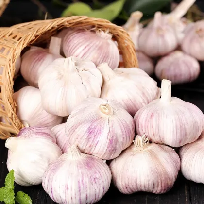 2025 Premium Organic Purple Garlic Natural