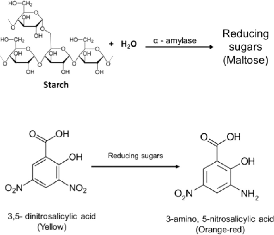 Food Grade Alpha Amylase
