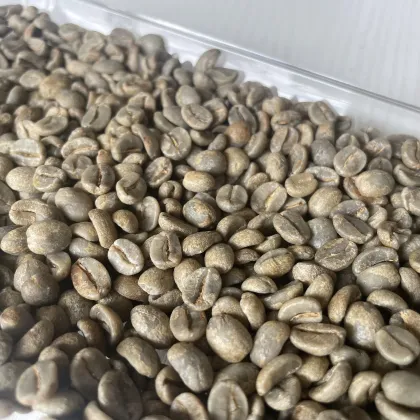 Sarchimor Chocolate Flavor Coffee Beans